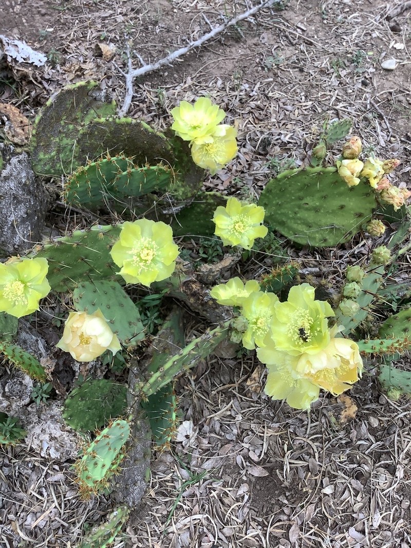 Border Pricklypear photo 8