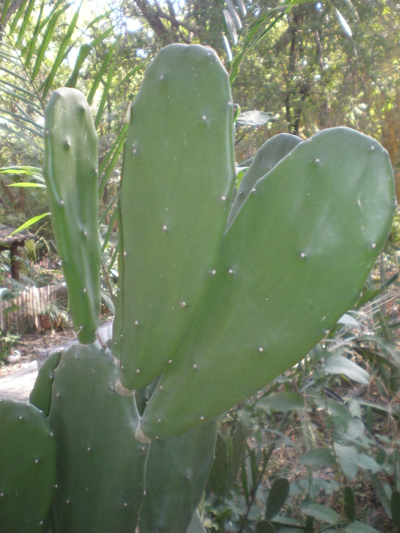 Opuntia auberi