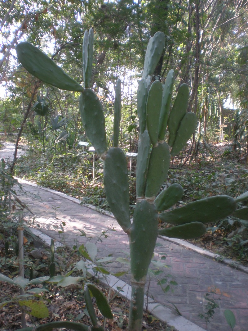 Opuntia auberi photo 2