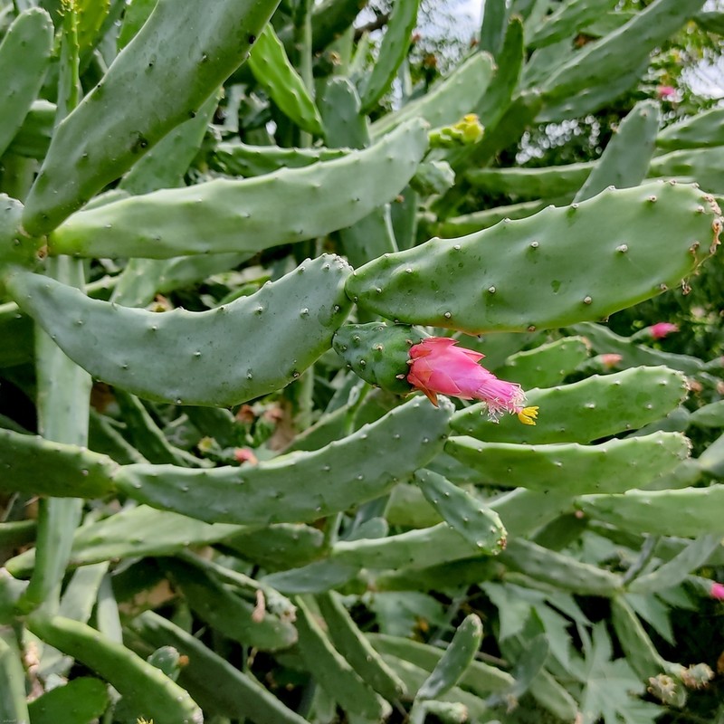 Opuntia auberi photo 3