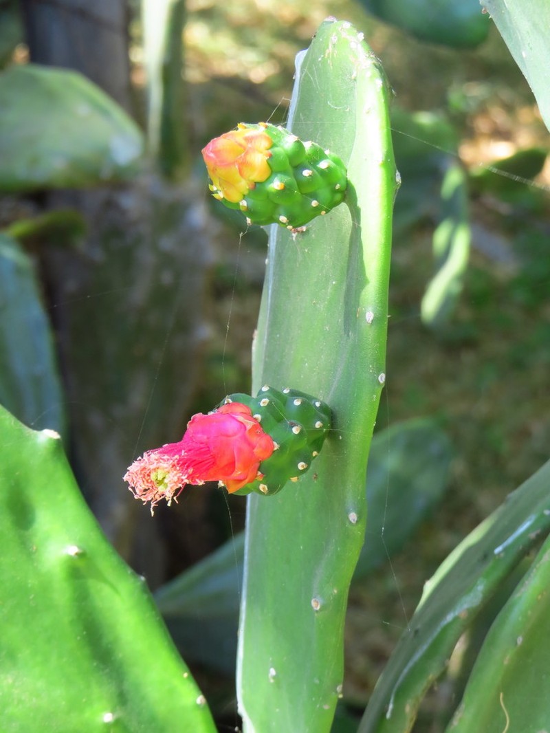 Opuntia auberi photo 4
