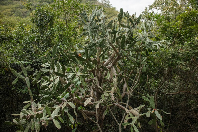 Opuntia auberi photo 5