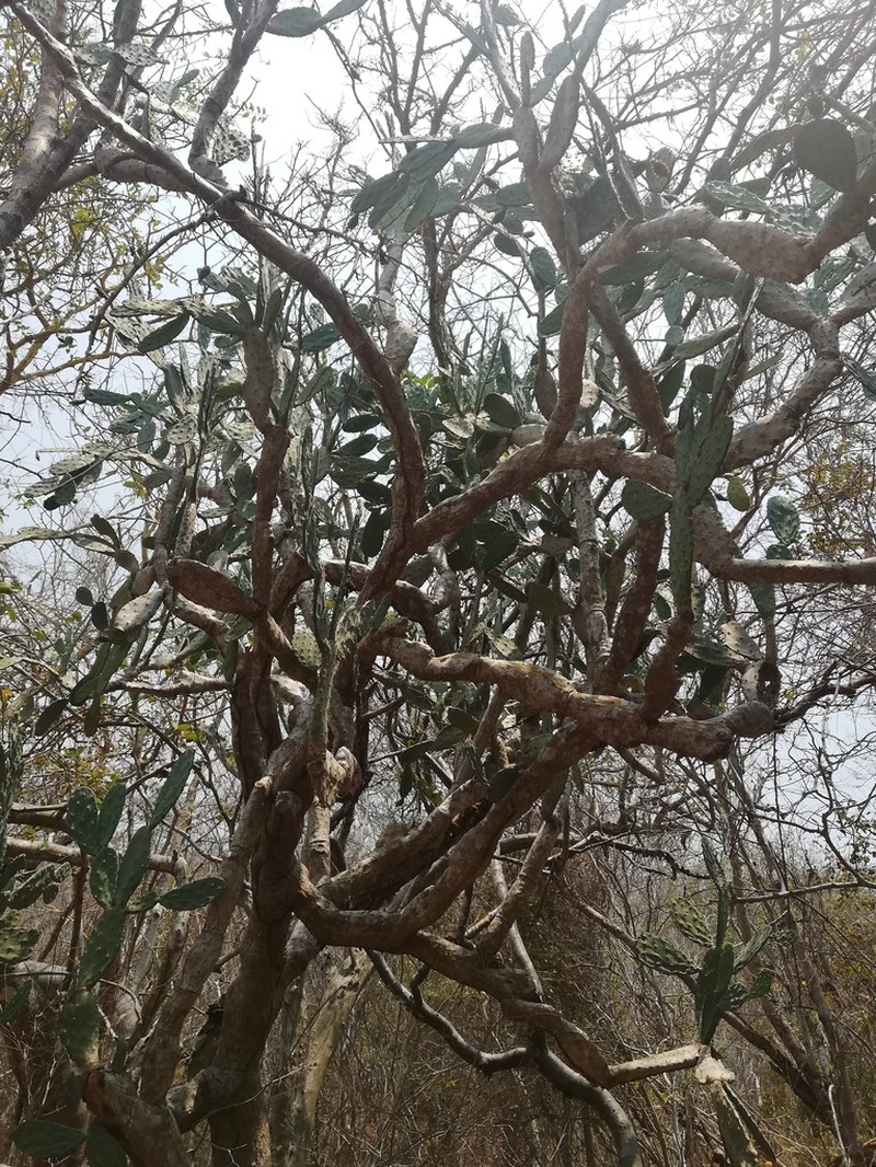 Opuntia auberi photo 6