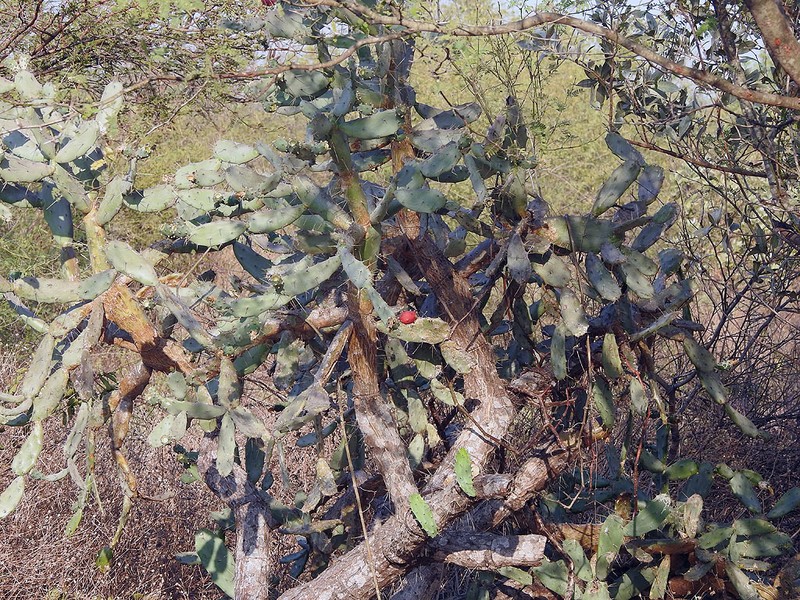 Opuntia auberi photo 7