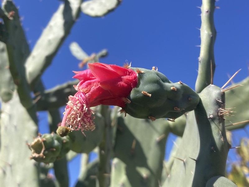 Opuntia auberi photo 8