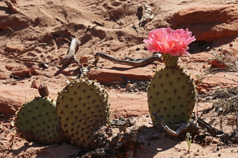 Golden Pricklypear photo 2