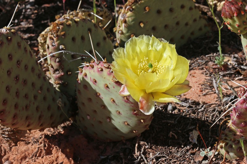 Golden Pricklypear photo 3