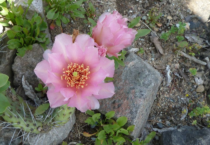 Golden Pricklypear