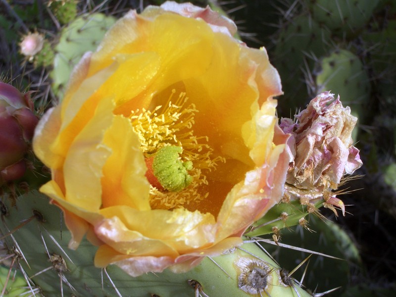 Golden Pricklypear photo 4