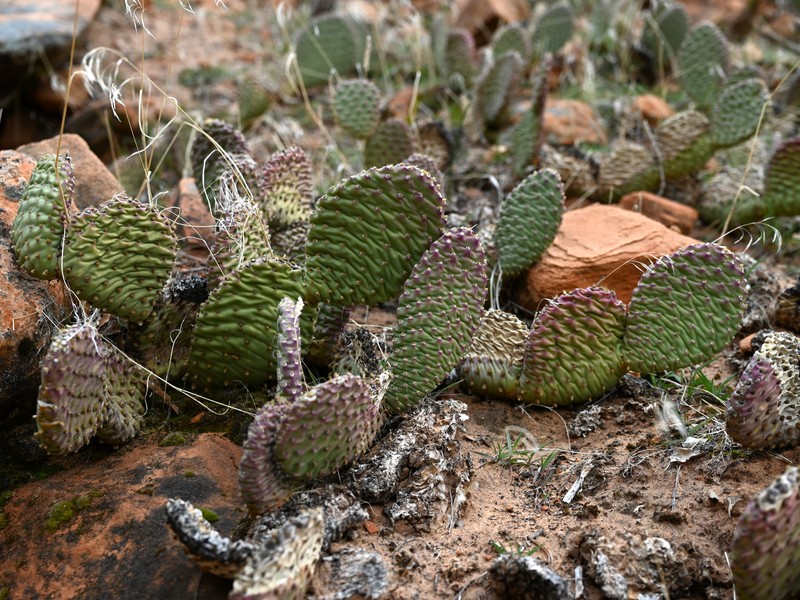 Golden Pricklypear photo 5