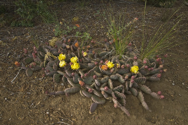 Golden Pricklypear photo 3