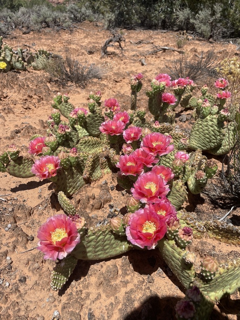 Golden Pricklypear photo 4