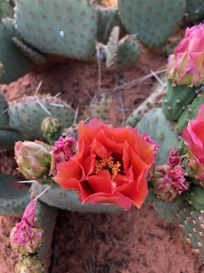 Golden Pricklypear photo 5