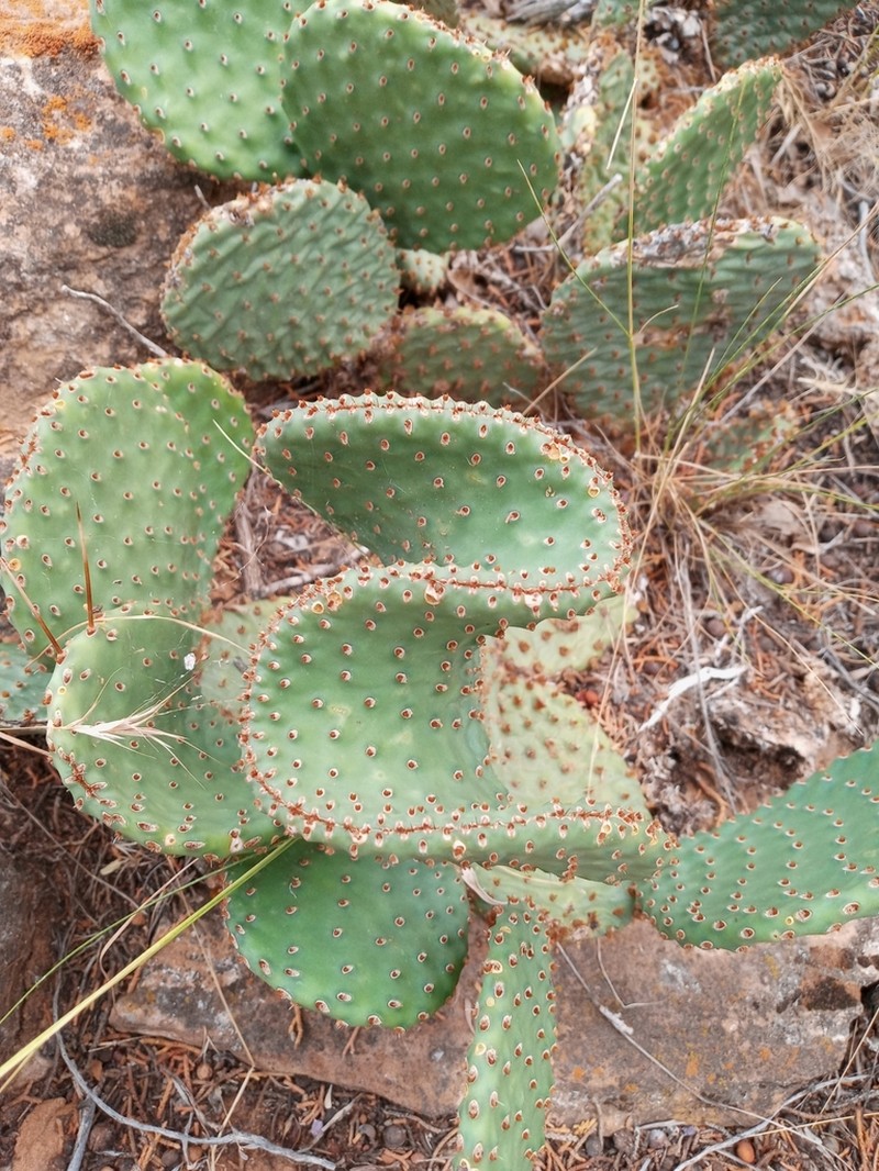 Golden Pricklypear photo 6