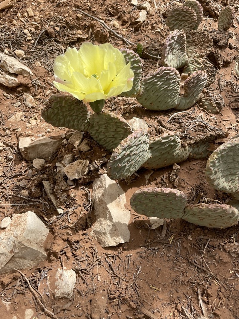 Golden Pricklypear photo 7