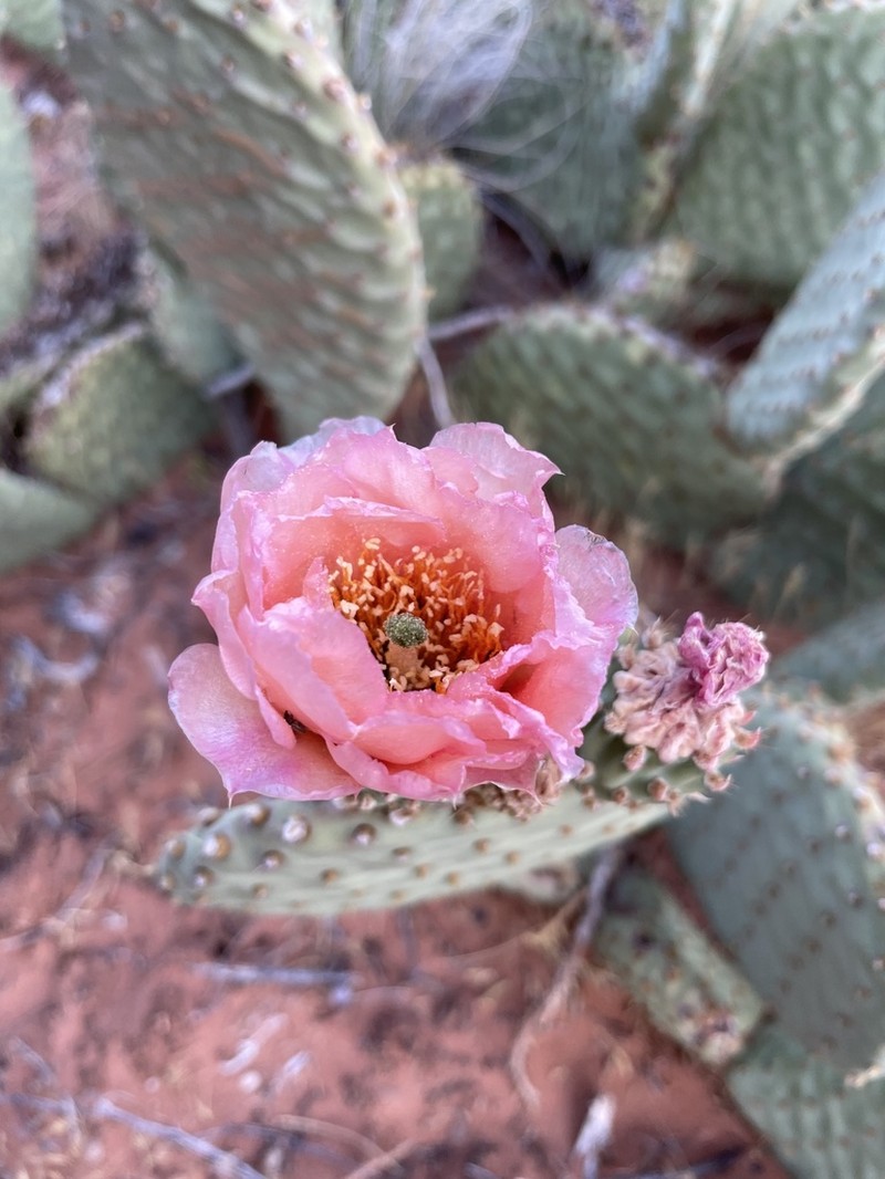 Golden Pricklypear photo 8