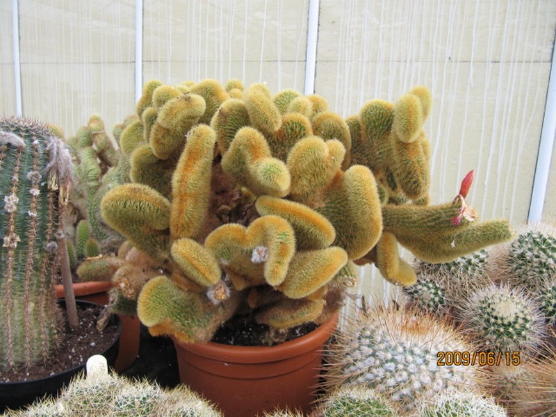 Rio Grande Pricklypear