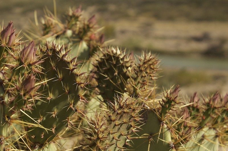 Rio Grande Pricklypear