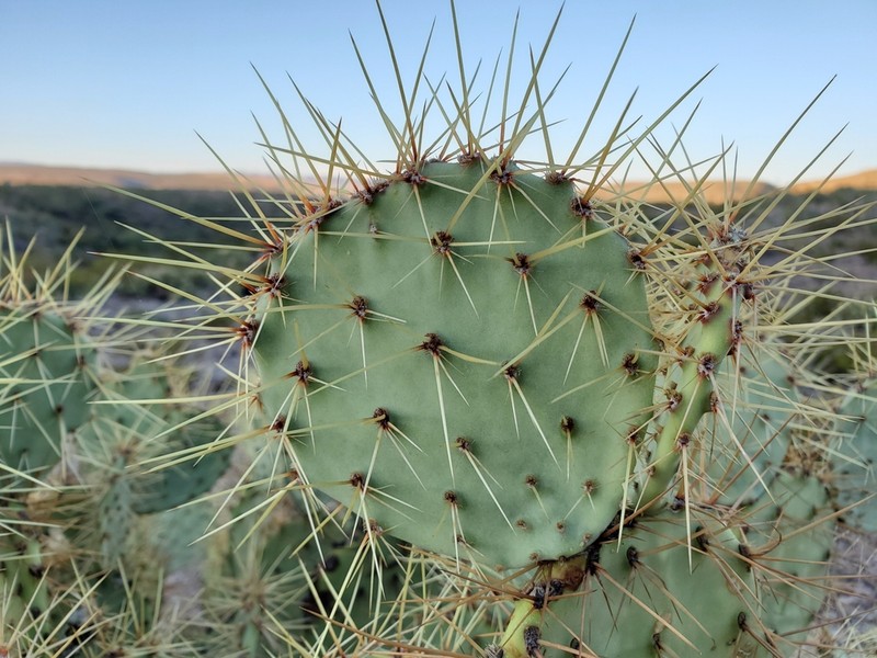 Rio Grande Pricklypear photo 2