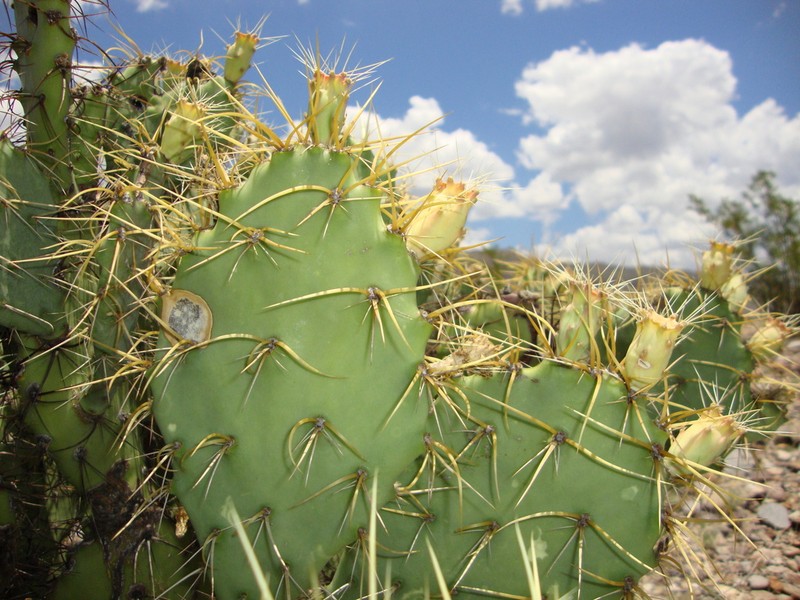 Rio Grande Pricklypear photo 3