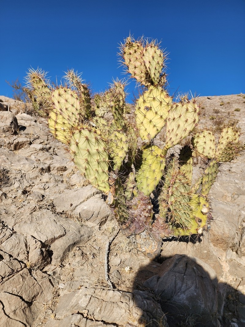 Rio Grande Pricklypear photo 4