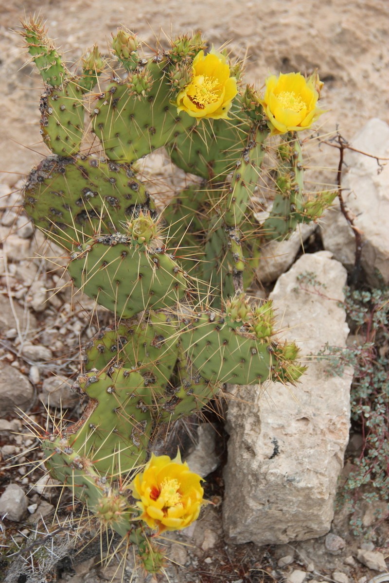 Rio Grande Pricklypear photo 5