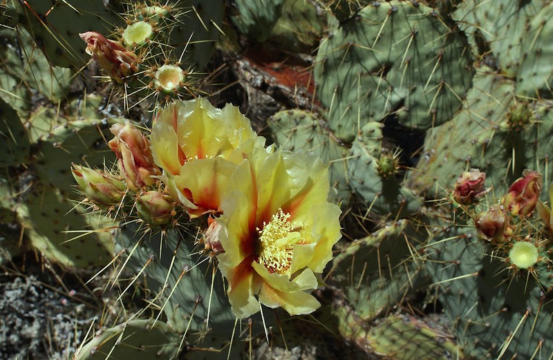 Rio Grande Pricklypear photo 6