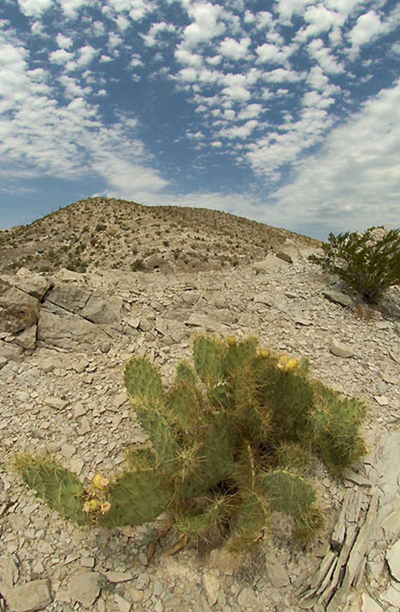 Rio Grande Pricklypear photo 7