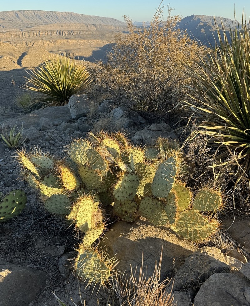 Rio Grande Pricklypear photo 8