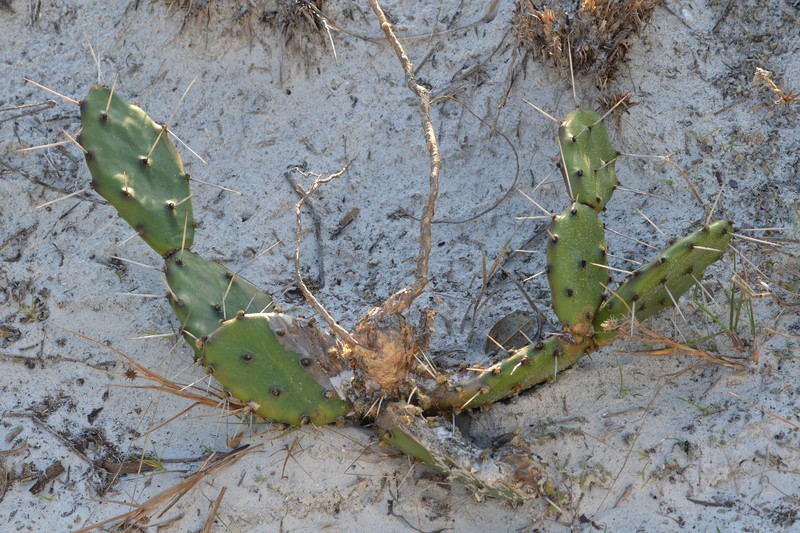 Devil's-Tongue photo 2