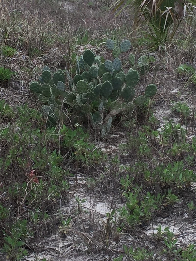 Devil's-Tongue photo 3