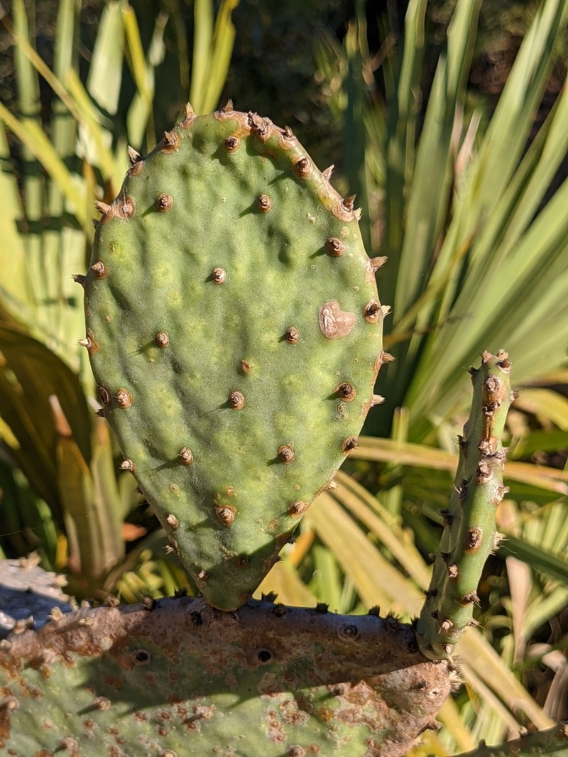 Devil's-Tongue photo 5