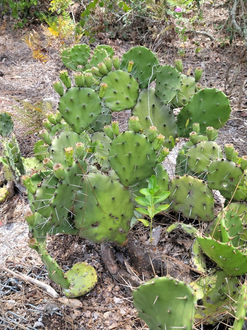 Devil's-Tongue photo 6