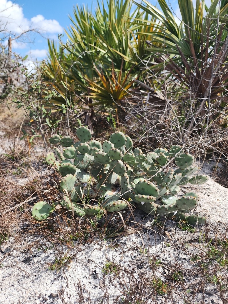 Devil's-Tongue photo 7