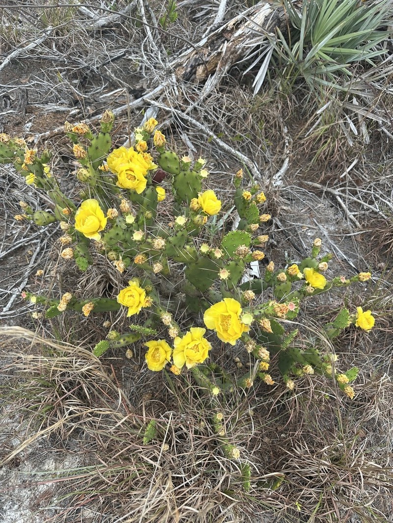 Devil's-Tongue photo 8