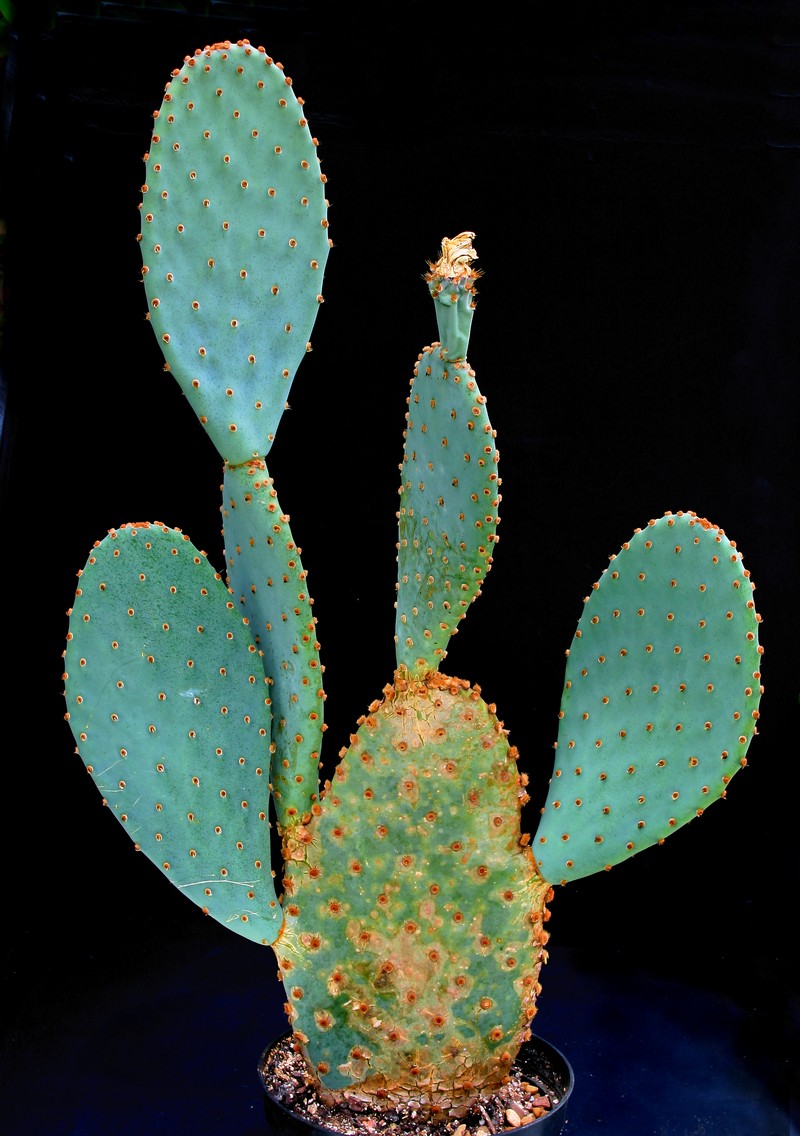 Opuntia azurea