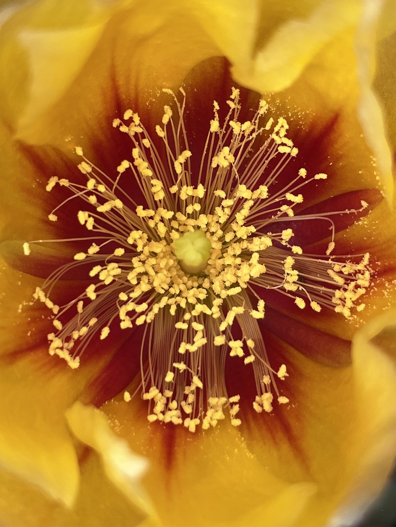 Opuntia azurea photo 2