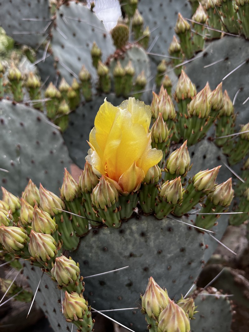 Opuntia azurea photo 3