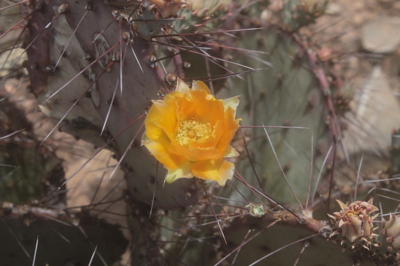 Opuntia azurea photo 4