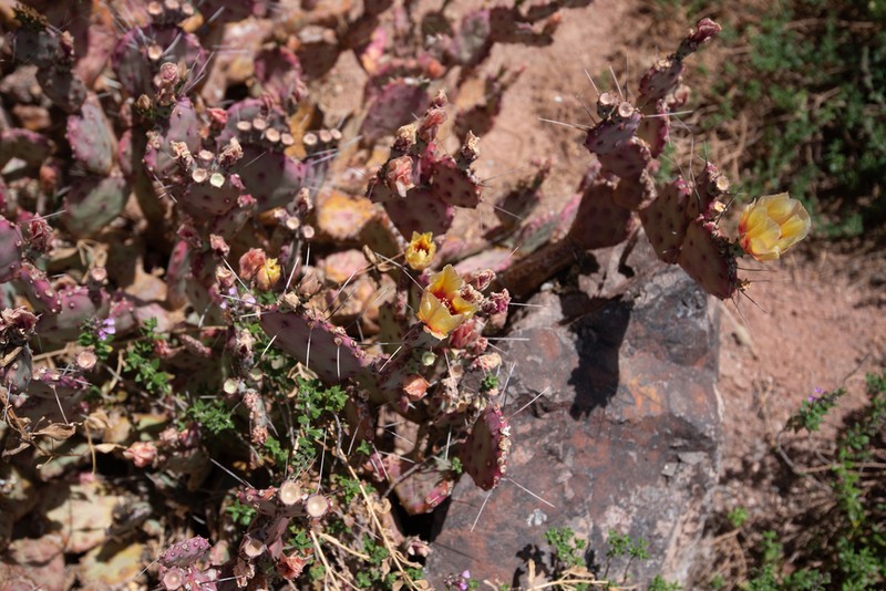 Opuntia azurea photo 5
