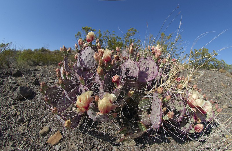 Opuntia azurea photo 6