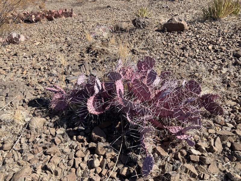 Opuntia azurea photo 7
