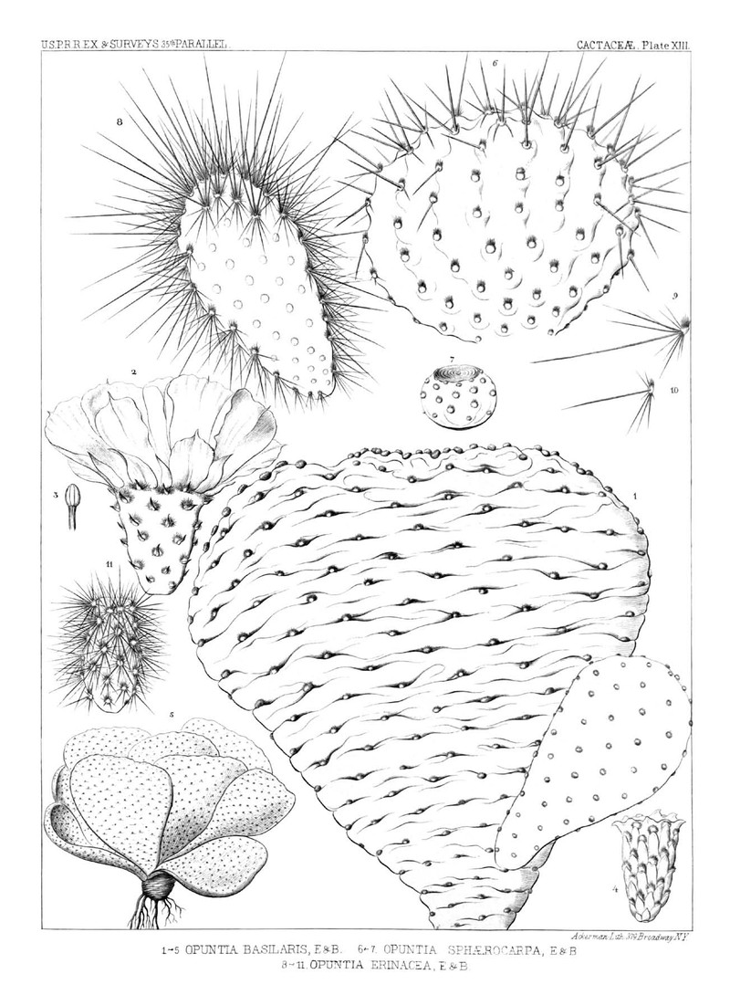 Beavertail Pricklypear photo 2
