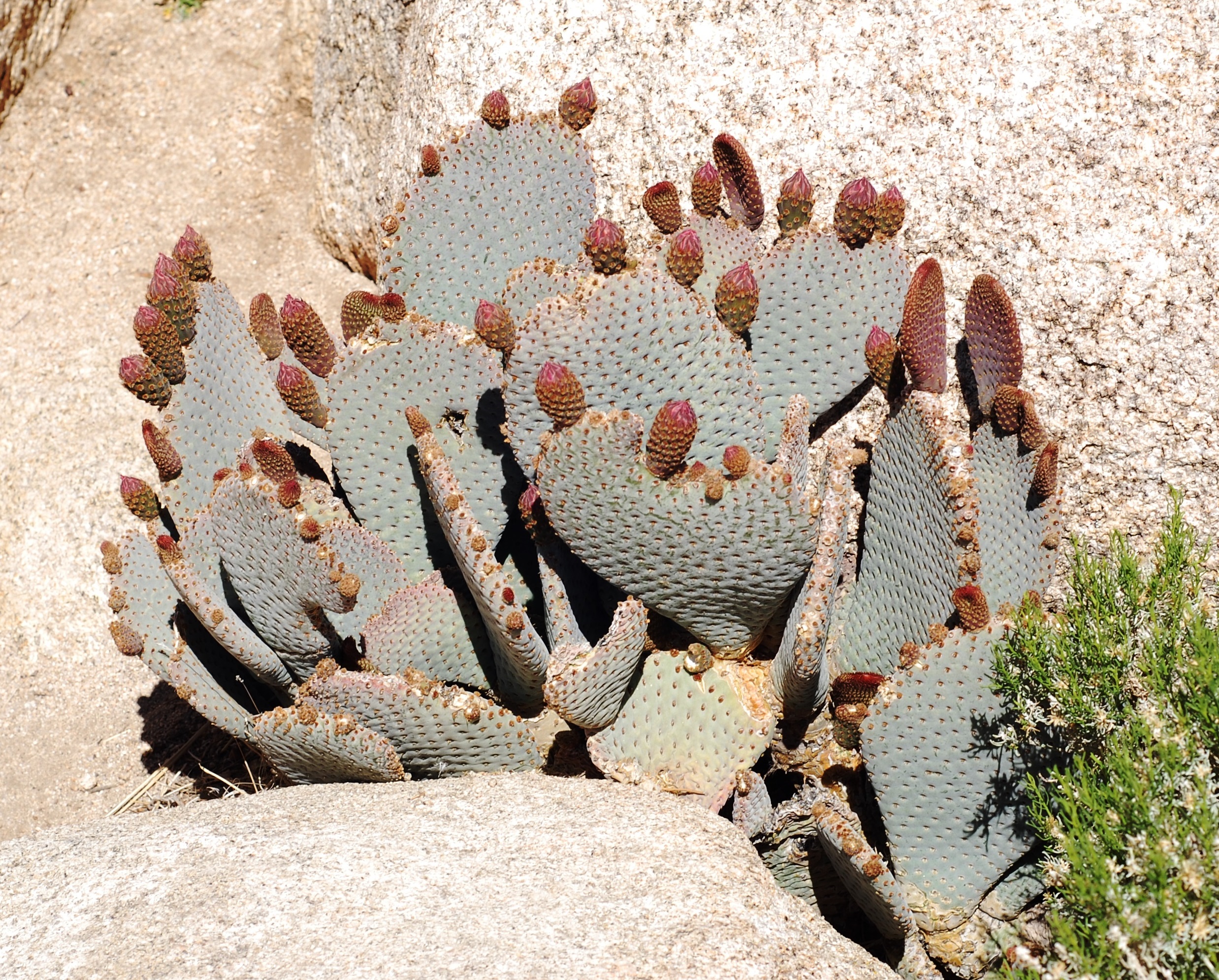 Beavertail Pricklypear photo 5