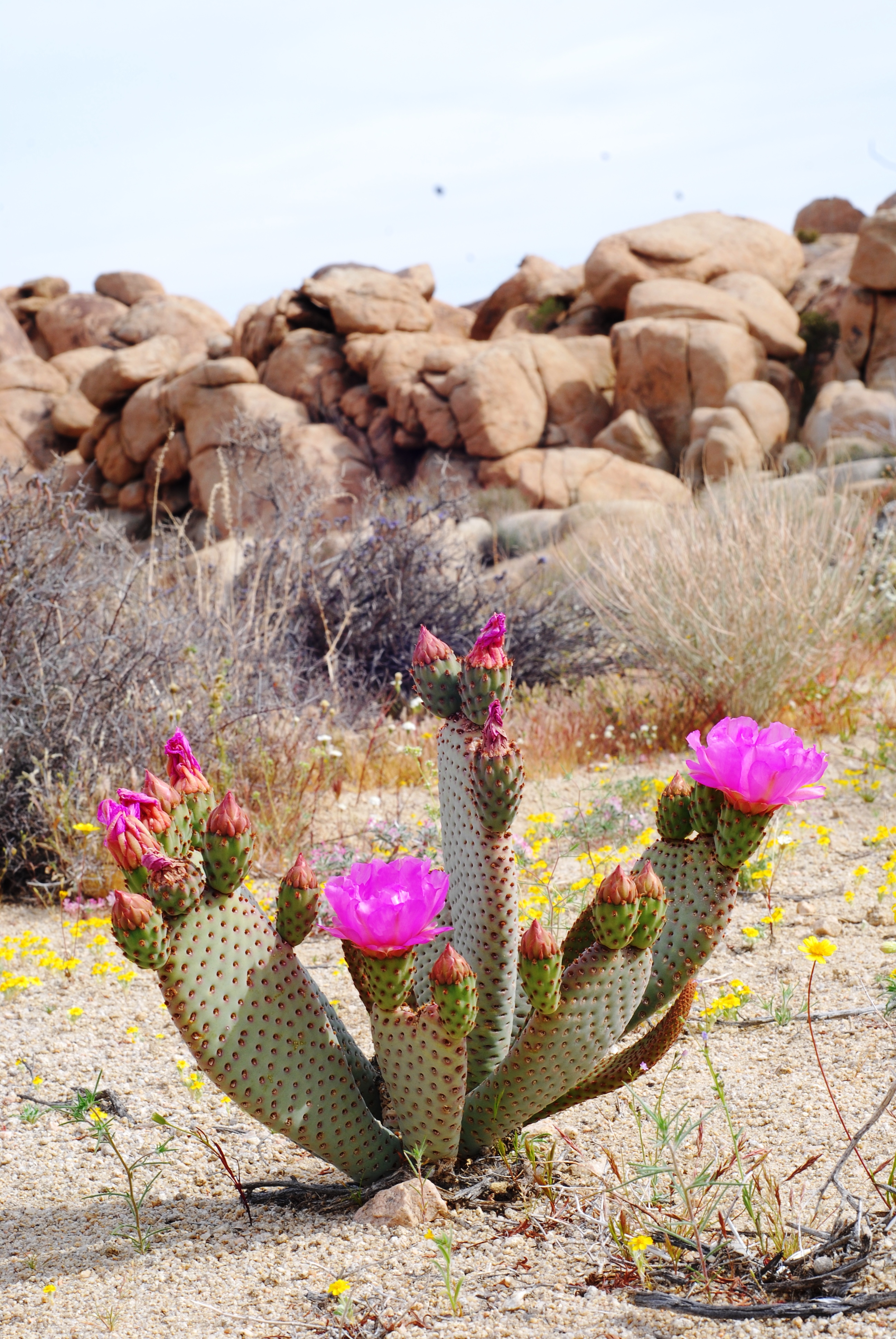 Beavertail Pricklypear photo 6