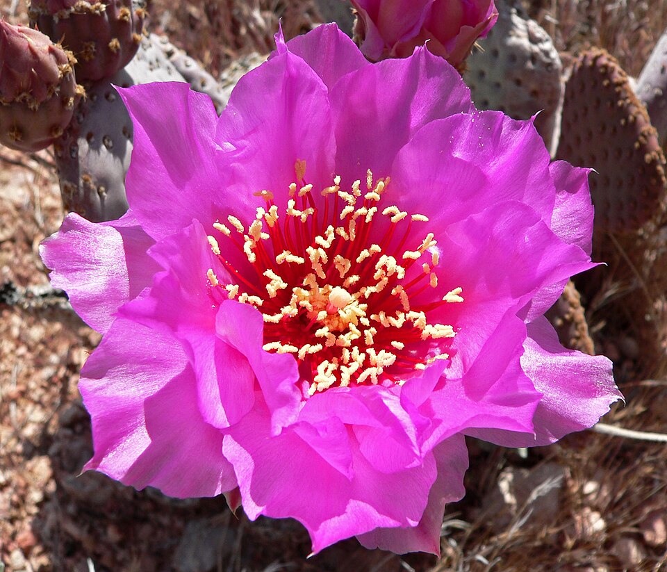 Beavertail Pricklypear photo 7