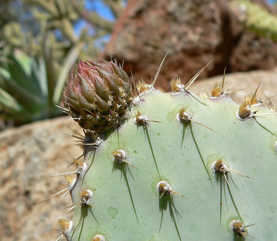 Beavertail Pricklypear photo 8