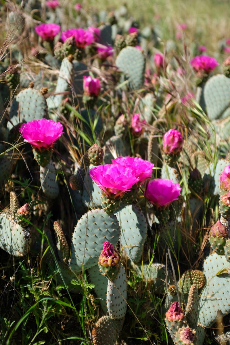 Beavertail Pricklypear photo 7