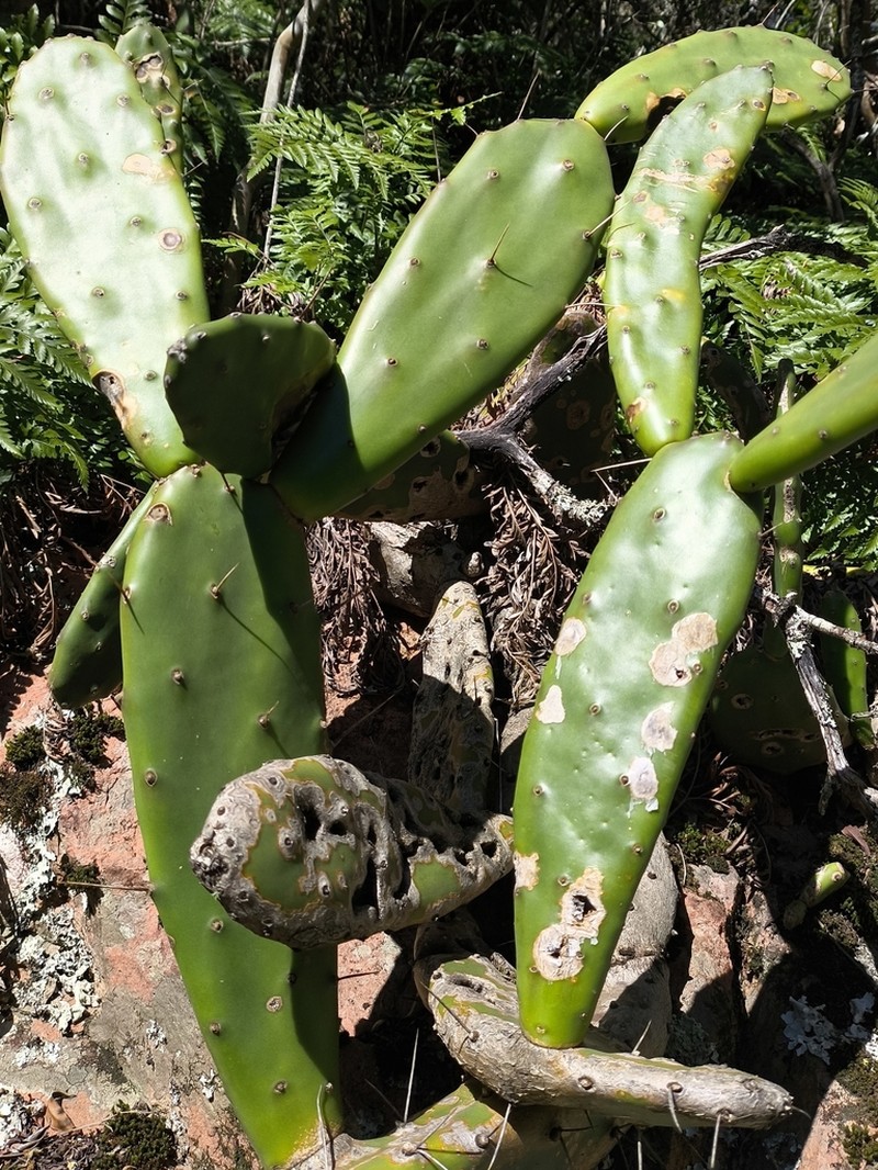 Opuntia bonaerensis
