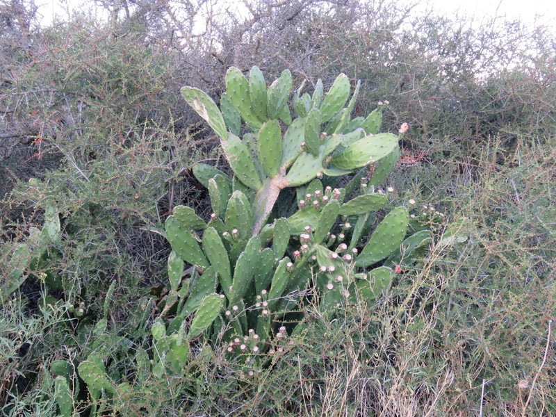 Opuntia bonaerensis photo 2